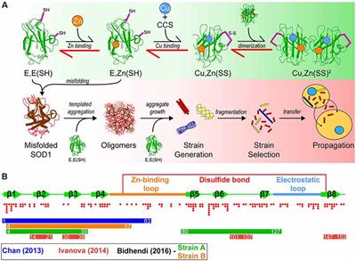 Prion-Like Propagation of Protein Misfolding and Aggregation in Amyotrophic Lateral Sclerosis